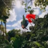 Zaini WAVEBREAKER SHARK